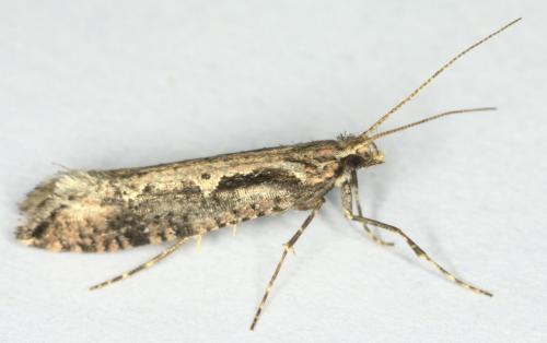 Rhigognostis incarnatella